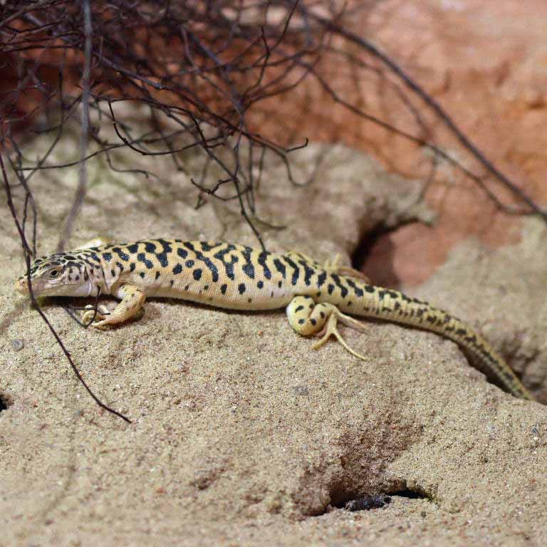 Gobi Racerunner