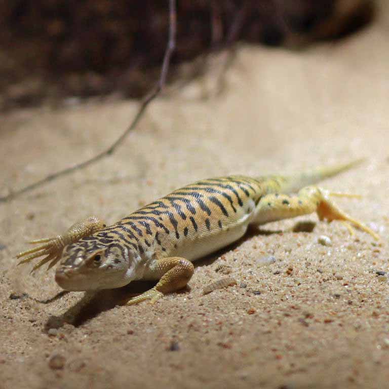 Gobi Racerunner