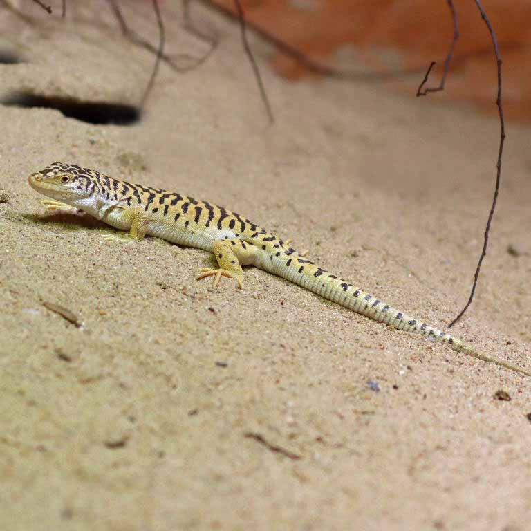 Gobi Racerunner