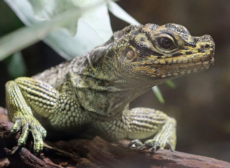 Philippine Sailfin Lizard