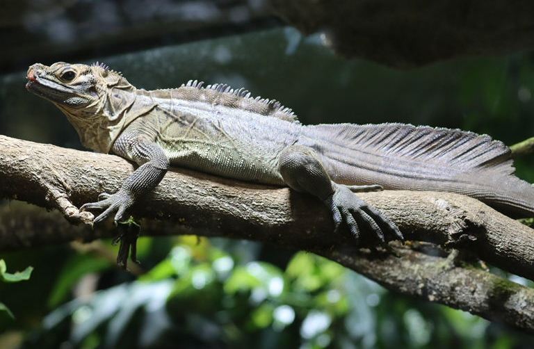 Philippine Sailfin Dragon