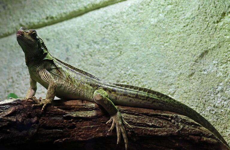 Philippine Sailfin Dragon