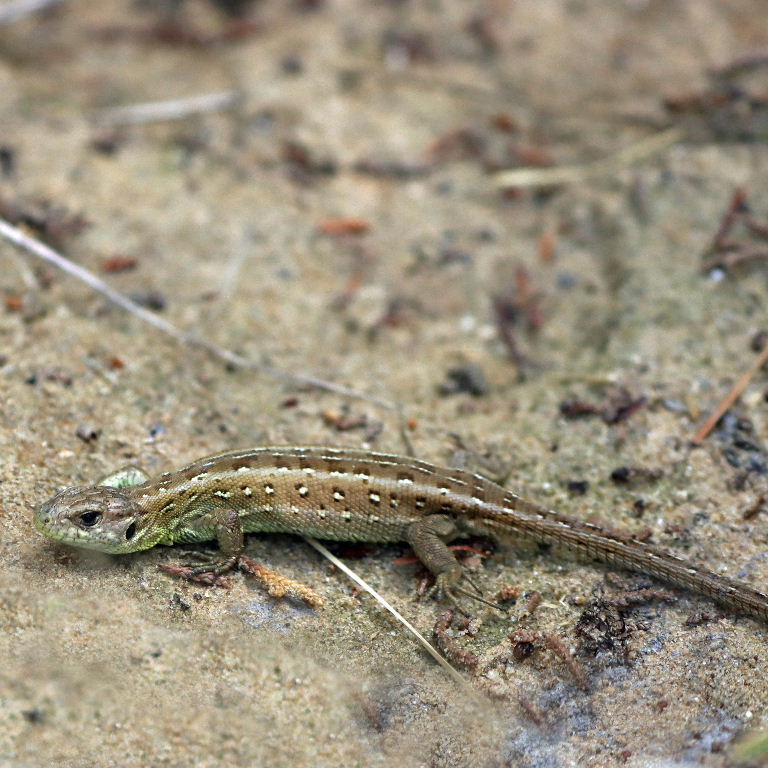 Sand Lizard
