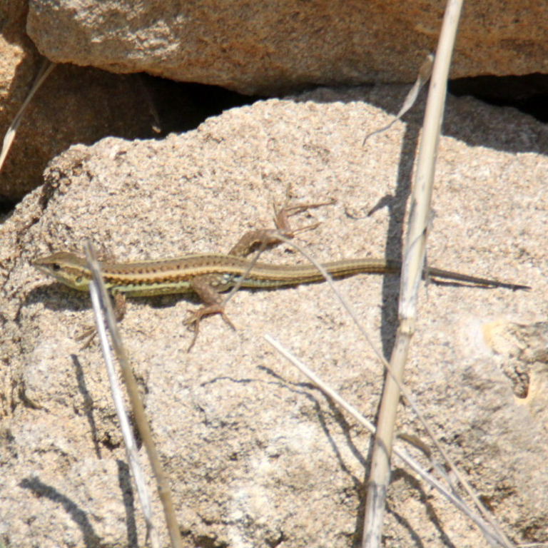 Snake-eyed Lizard