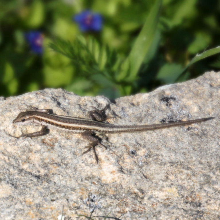 Snake-eyed Lizard