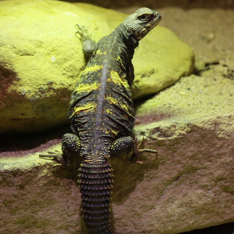 Flavifasciata Spiny-tailed Lizard