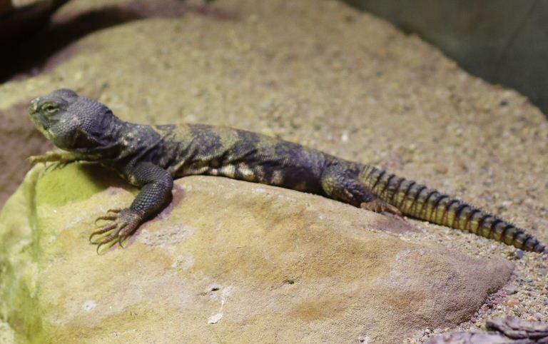 Flavifasciata Spiny-tailed Lizard