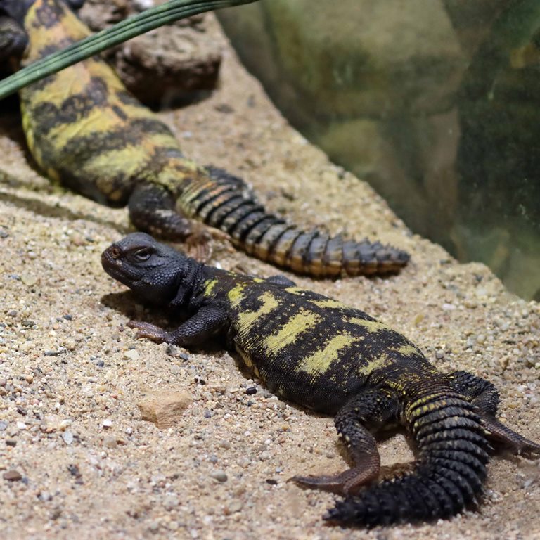 Flavifasciata Spiny-tailed Lizard
