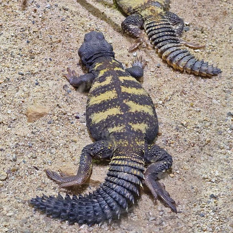Flavifasciata Spiny-tailed Lizard