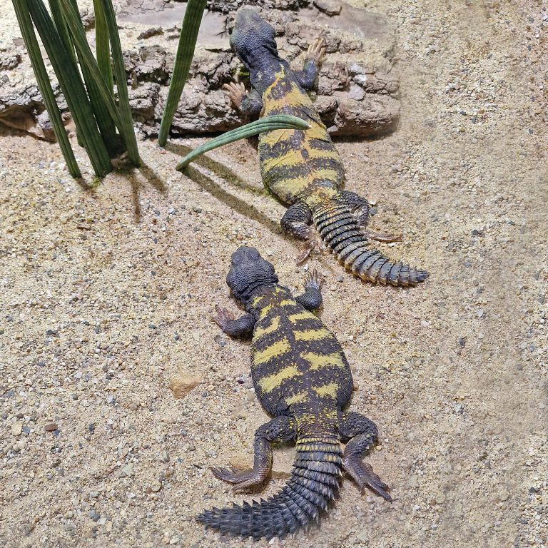 Flavifasciata Spiny-tailed Lizard