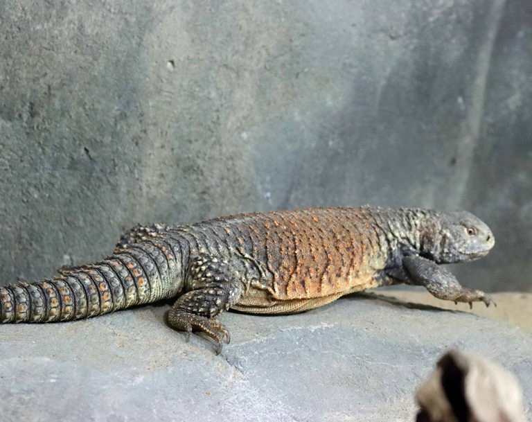 Iraq Spiny-tailed Lizard