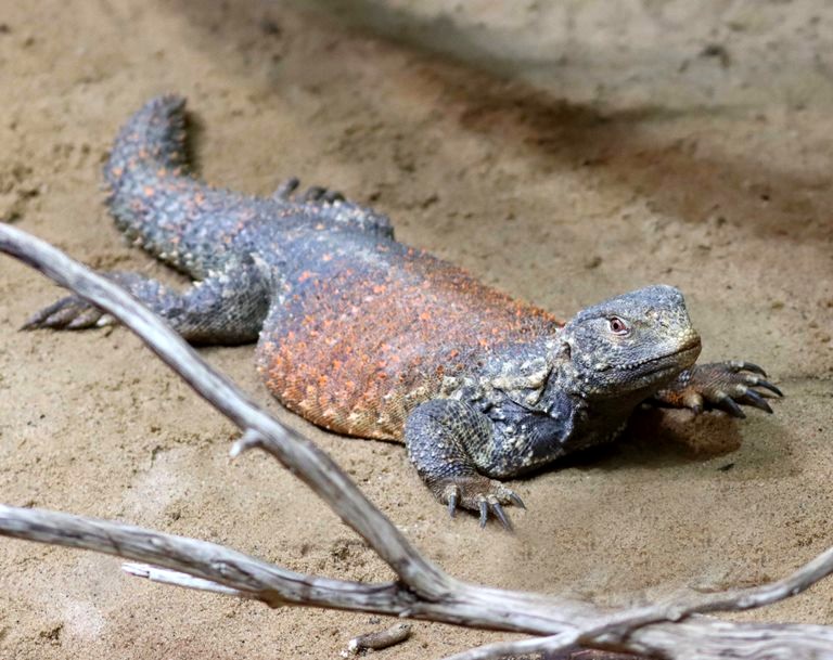 Iraq Spiny-tailed Lizard