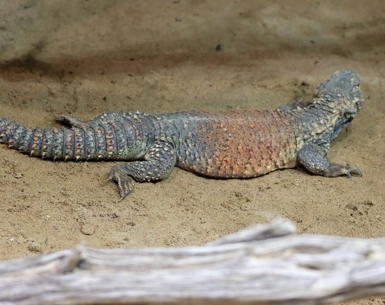 Iraq Spiny-tailed Lizard