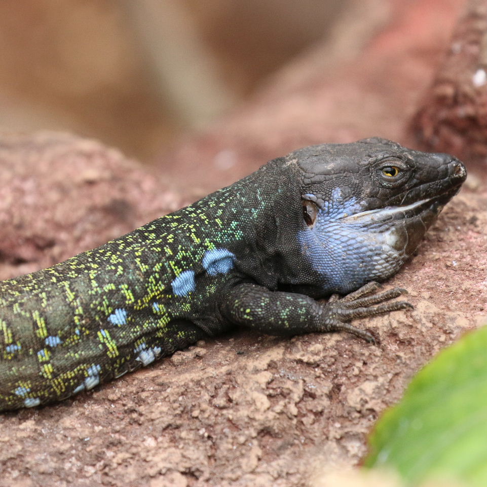 Tenerife Lizard blue throat