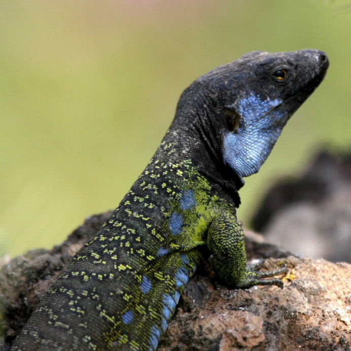 Tenerife Lizard male
