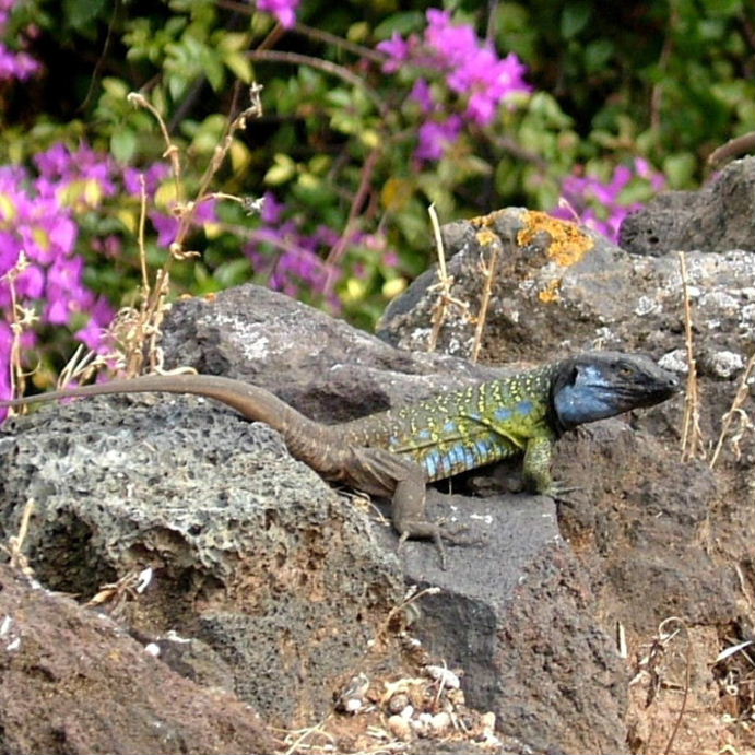 Tenerife Lizard