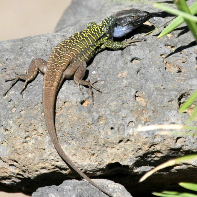 Tenerife Lizard