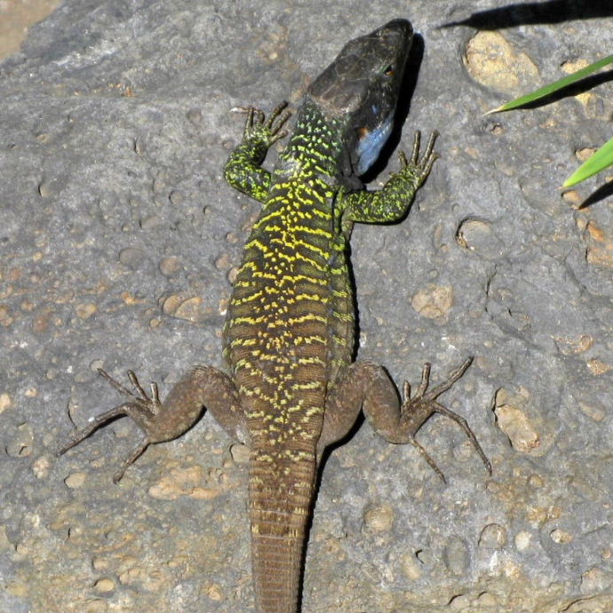 Tenerife Lizard