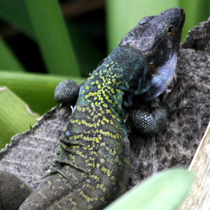 Tenerife Lizard