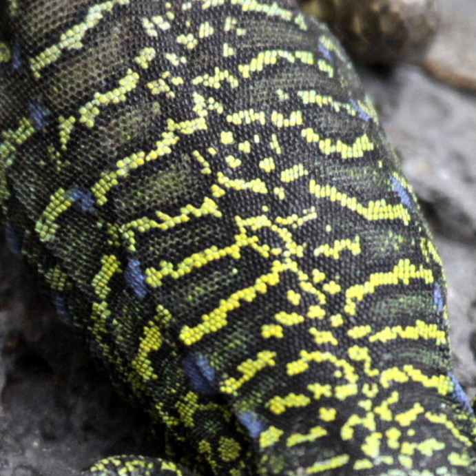 Tenerife Lizard yellow scales