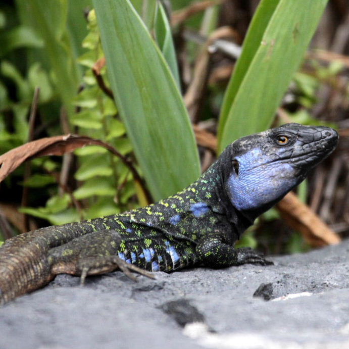 Tenerife Lizard male