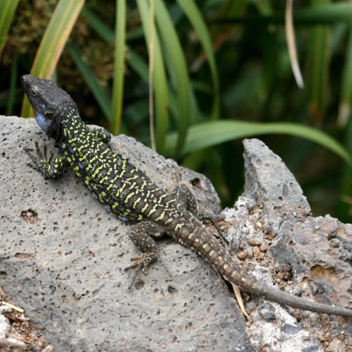 Tenerife Lizard male