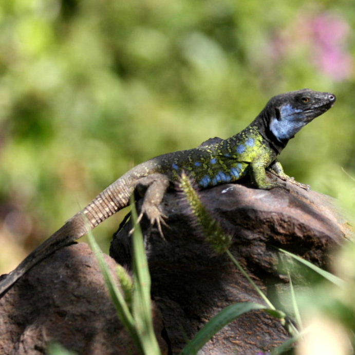 Tenerife Lizard male