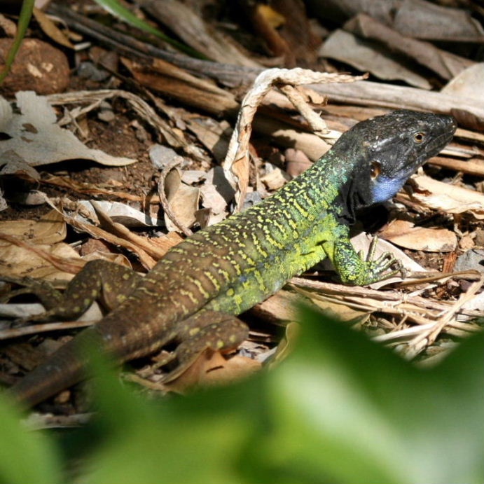 Tenerife Lizard male