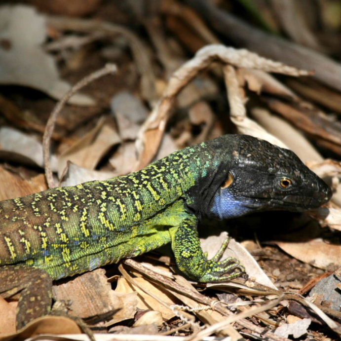 Tenerife Lizard male