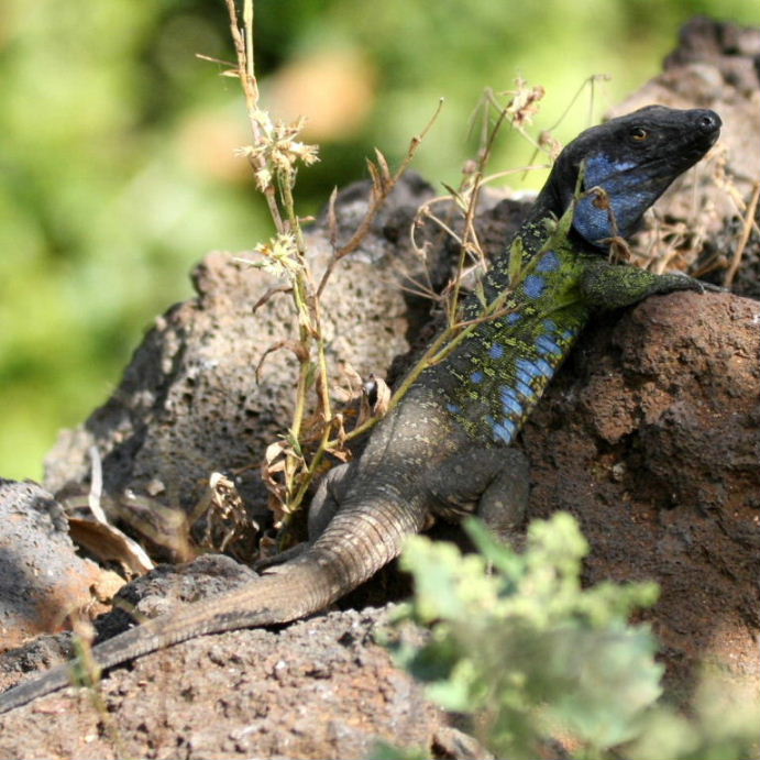 Tenerife Lizard Northern male