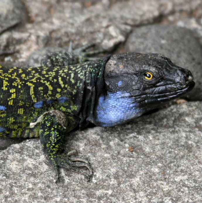 Tenerife Lizard Northern male
