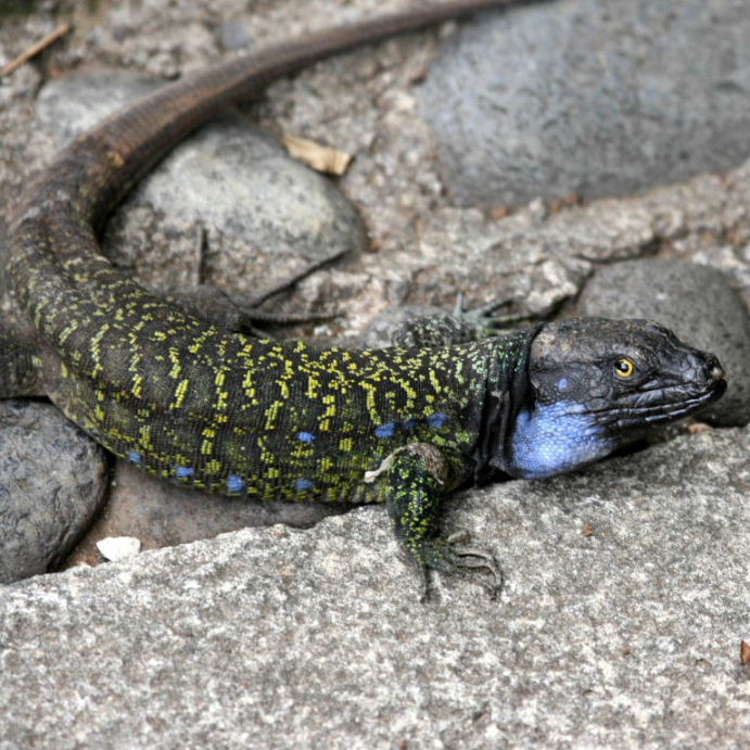 Tenerife Lizard Northern male