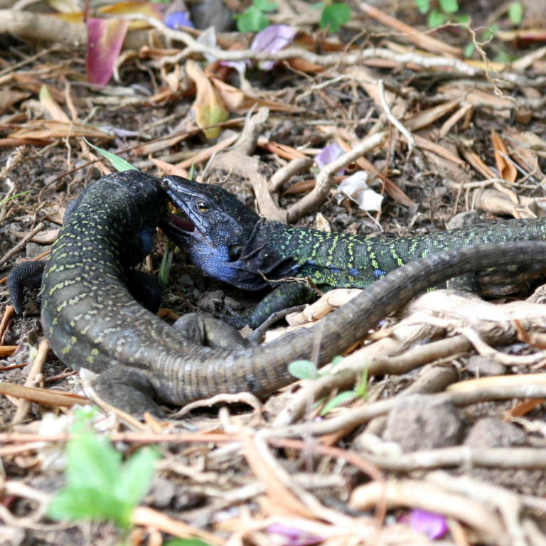 Tenerife Lizards male fighting