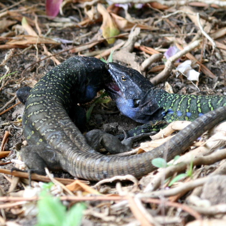 Tenerife Lizards combat