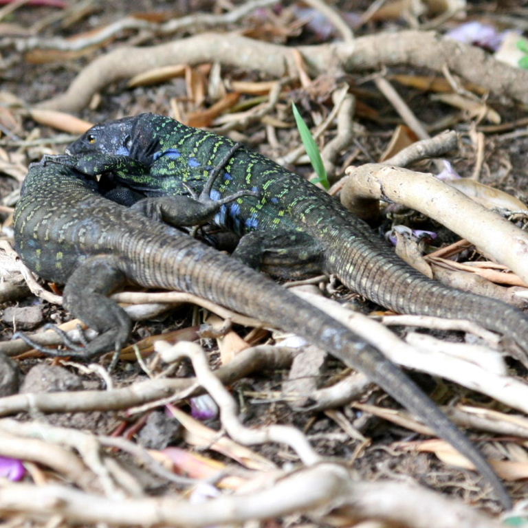 Tenerife Lizards