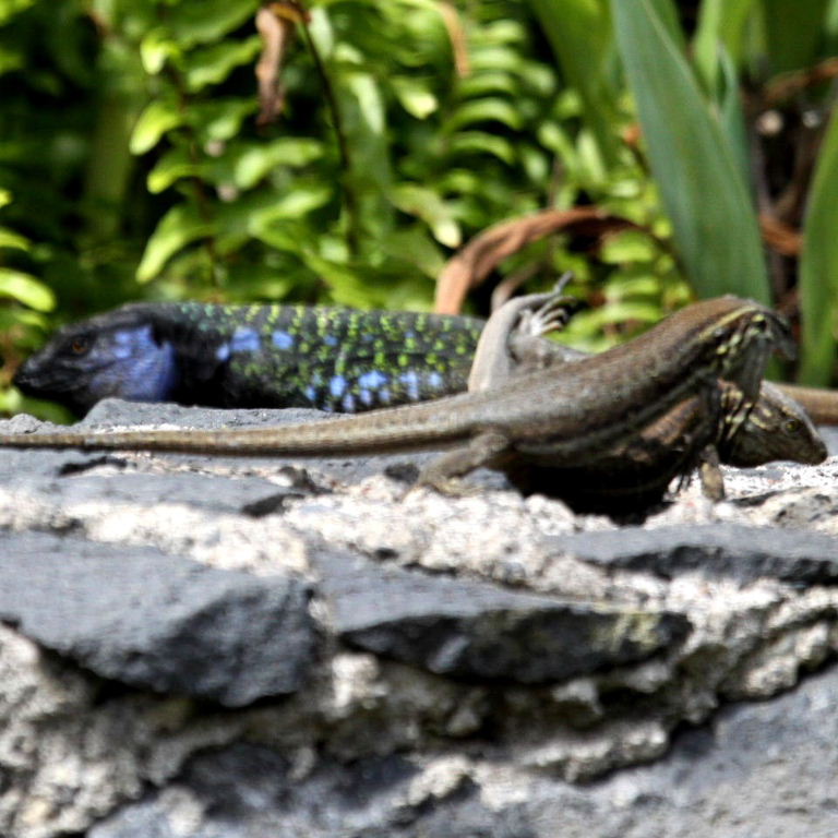 Female lizards fighting over male