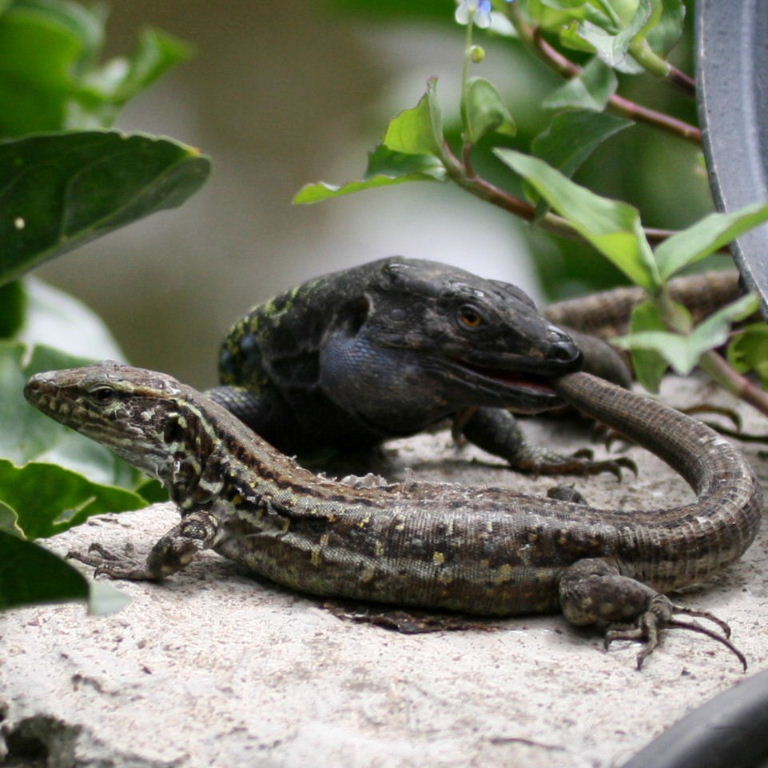 Tenerife Lizards courting
