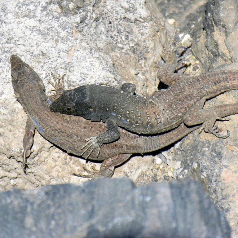 Tenerife Lizards
