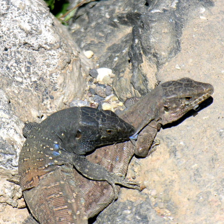 Tenerife Lizard pair