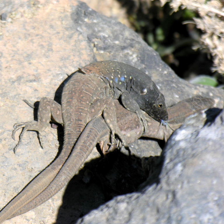 Tenerife Lizard pair