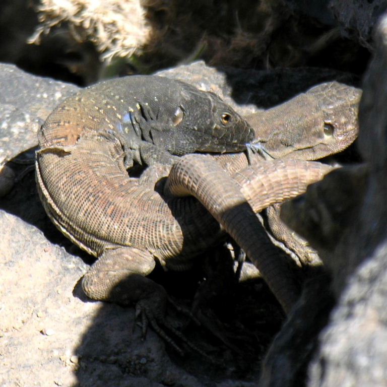 Tenerife Lizards coupled