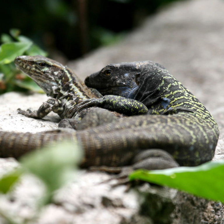 Tenerife Lizard pair