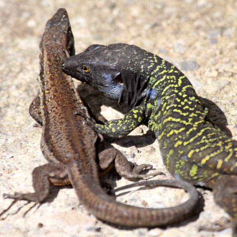 Tenerife Lizards courting