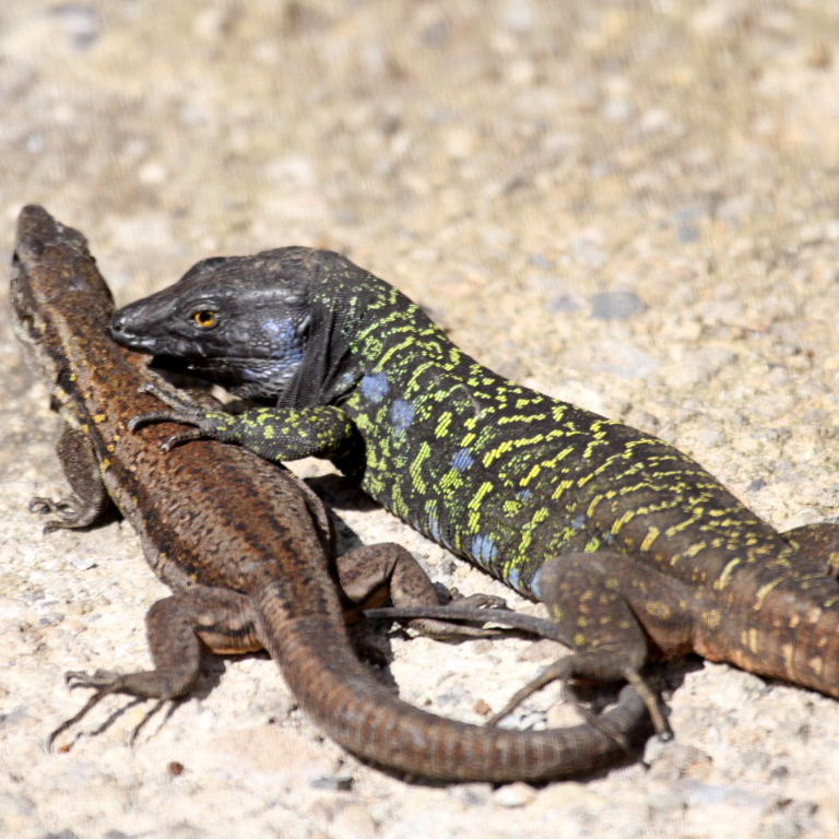 Tenerife Lizard pair