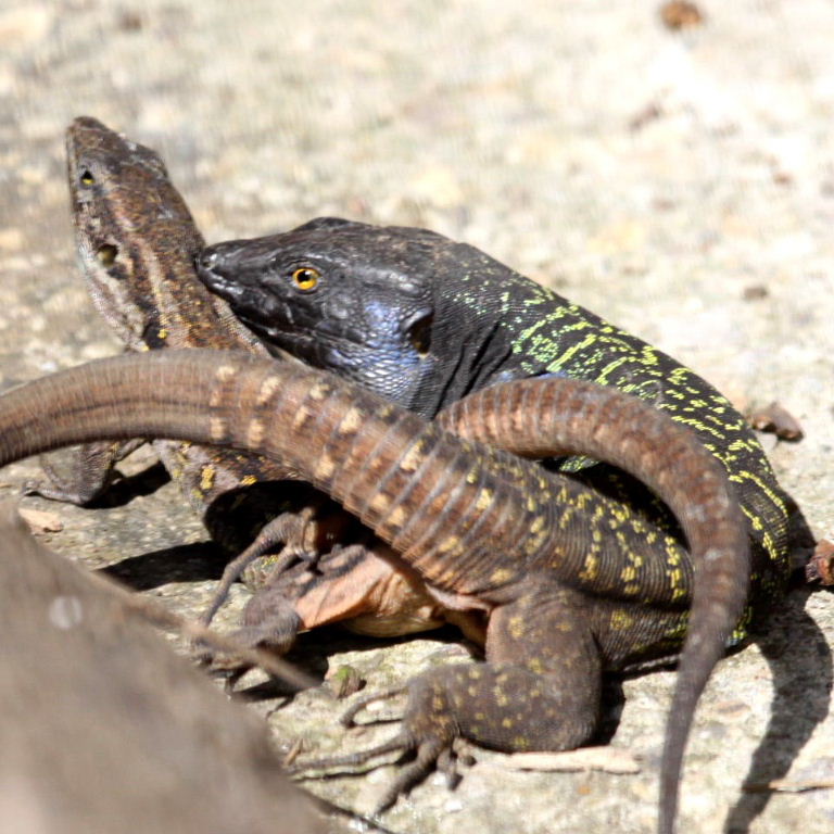 Tenerife Lizards coupled