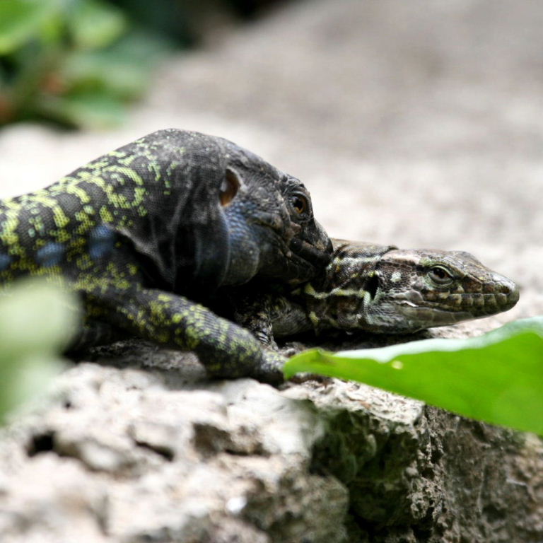Tenerife Lizard pair