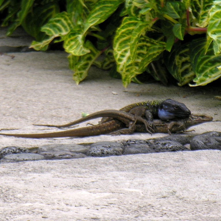 Tenerife Lizards coupled