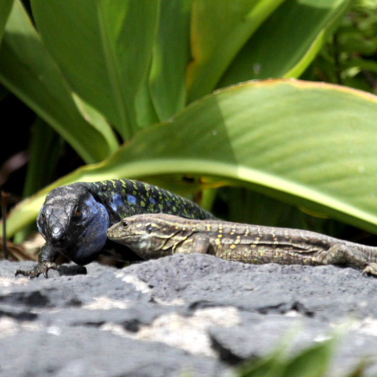 Tenerife Lizard pair