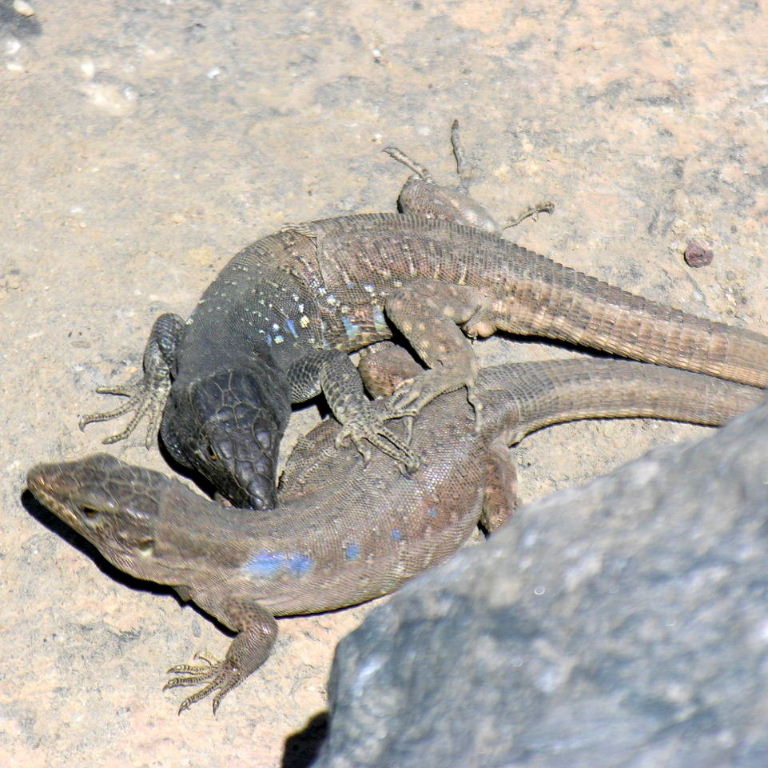 Tenerife Lizard pair