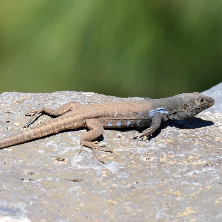 Tenerife Lizard crater subspecies